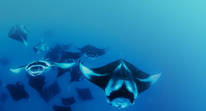 A school of manta rays in deep blue water